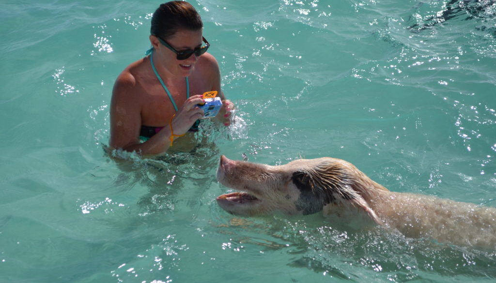 Swimming with Pigs