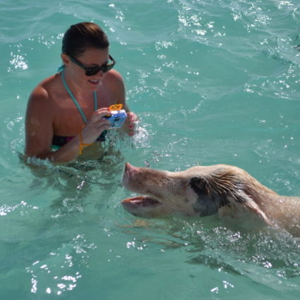 Swimming with Pigs